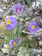 Giliastrum rigidulum