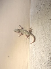 Tarentola mauritanica