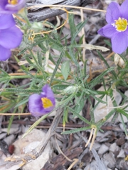 Giliastrum rigidulum