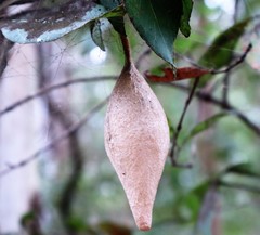 Ordgarius magnificus