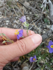 Giliastrum rigidulum