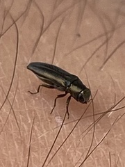 Agrilus