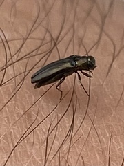 Agrilus