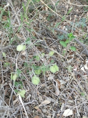 Hebecarpa ovatifolia