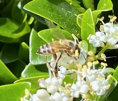 Apis mellifera