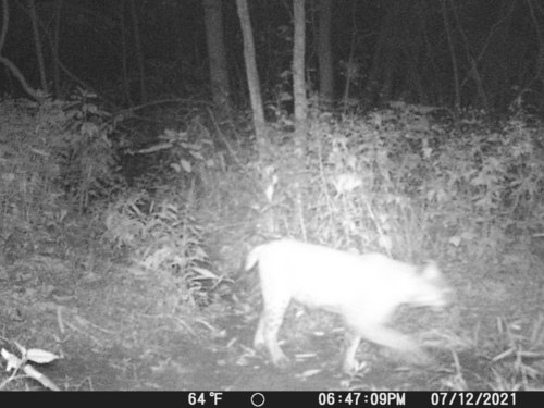 Bobcat photographed in Indiana