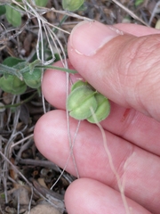 Hebecarpa ovatifolia