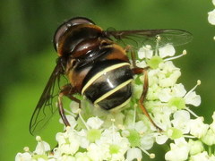 Eristalis cryptarum