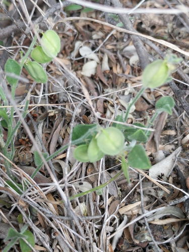 Image of Hebecarpa ovatifolia by (c) Alison Northup, some rights reserved (CC BY)