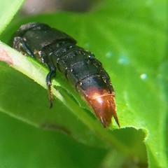 Platydracus caliginosus