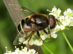 Eristalis cryptarum