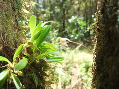 Masdevallia picturata