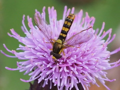 Sphaerophoria interrupta