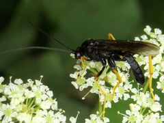 Exetastes suaveolens