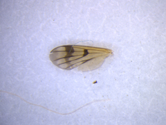 Mycetophila consobrina