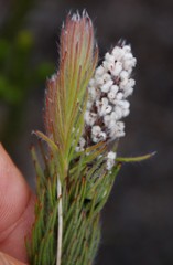 Spatalla mollis