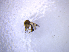Mycetophila consobrina