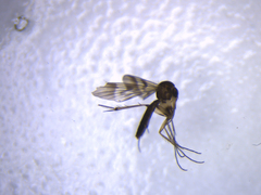 Mycetophila elongata