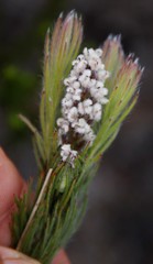 Spatalla mollis