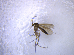 Mycetophila filicornis