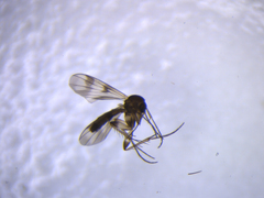 Mycetophila marshalli