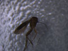 Mycetophila nigricans