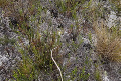 Spatalla mollis
