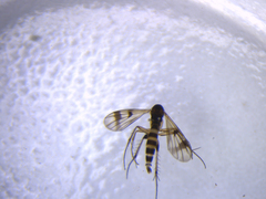 Mycetophila pseudomarshalli