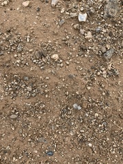 Dasymutilla pseudopappus