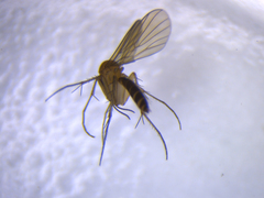 Mycetophila subspinigera