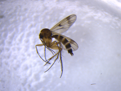 Mycetophila vulgaris