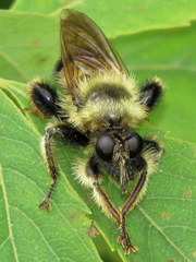Laphria sacrator