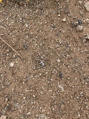 Dasymutilla pseudopappus