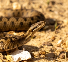 Vipera aspis aspis