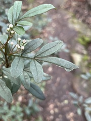 Boronia fraseri