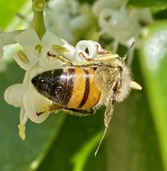 Apis mellifera