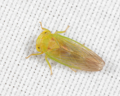 Tremulicerus fulgidus