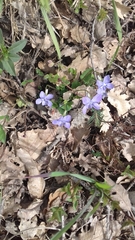 Viola reichenbachiana