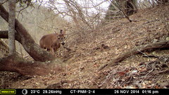 Odocoileus virginianus tropicalis