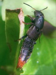 Platydracus caliginosus
