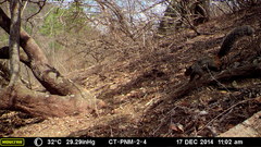 Sciurus stramineus