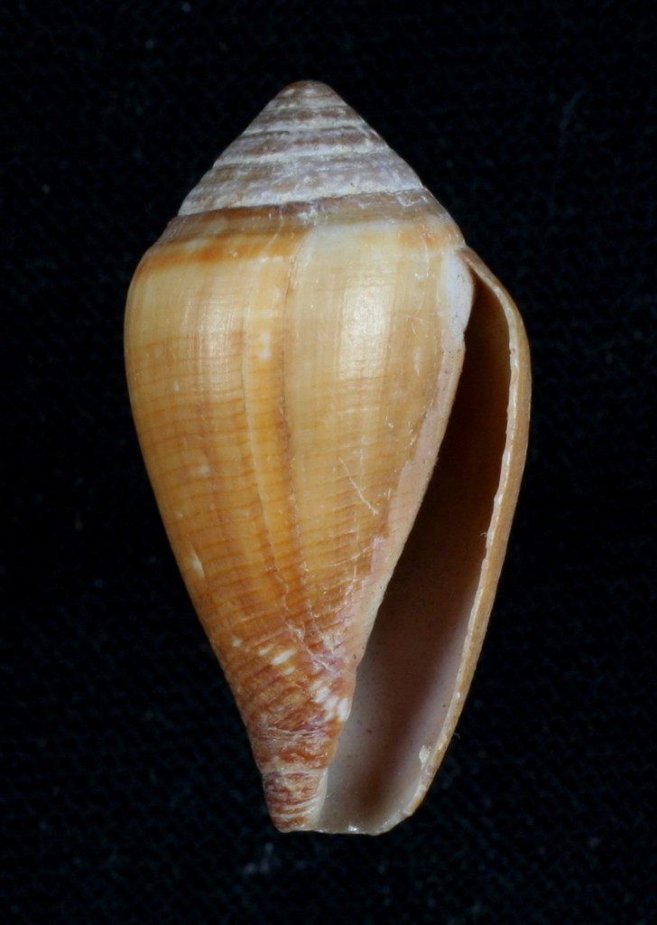 California Cone