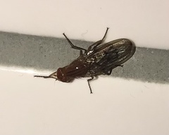 Sciomyzoidea