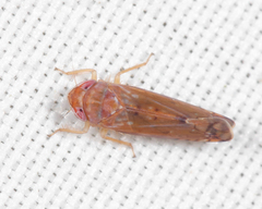 Scaphoideus luteolus
