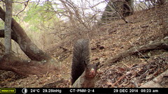 Sciurus stramineus