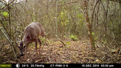 Odocoileus virginianus tropicalis
