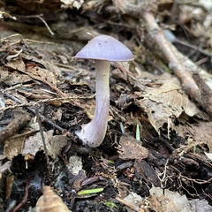 Cortinarius argenteopileatus