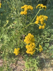 Tanacetum vulgare