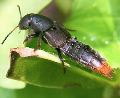 Platydracus caliginosus