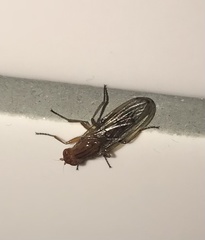 Sciomyzoidea